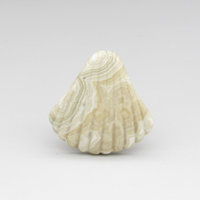 Crazy Lace Agate Seashell Cabochon, 34x34.5mm 46.65ct