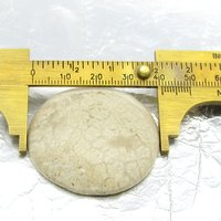 Cabochon, fossilized coral, 41x9mm domed round, 104.35ct