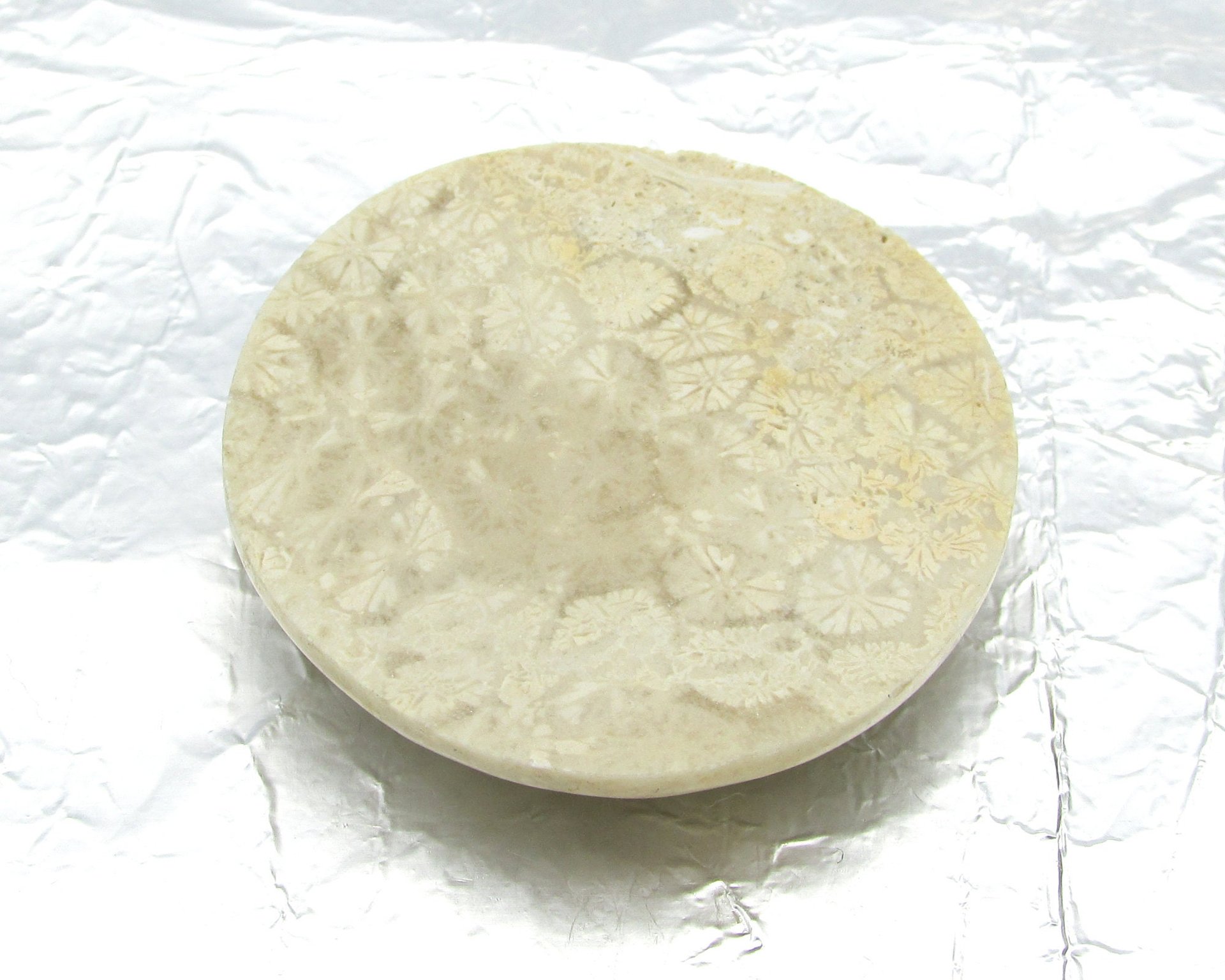 Cabochon, fossilized coral, 41x9mm domed round, 104.35ct